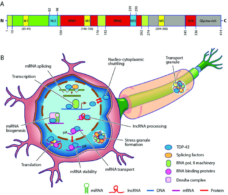 TDP-43-protein