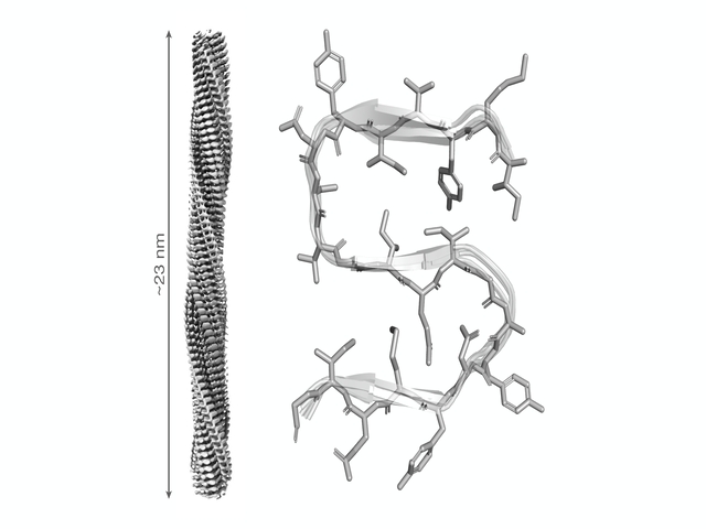 Estructura atómica de una proteína reguladora de la muerte celular
