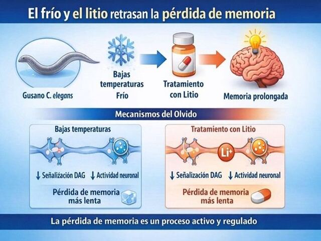Infografía sobre el efecto del frío y litio en la memoria del gusano C. elegans